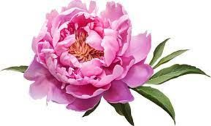 Pivoine